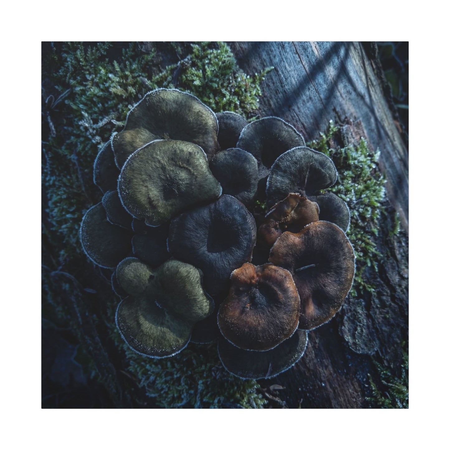 Wild Mushrooms Moody Minimal Canvas Art | Moody Dark Japandi Art