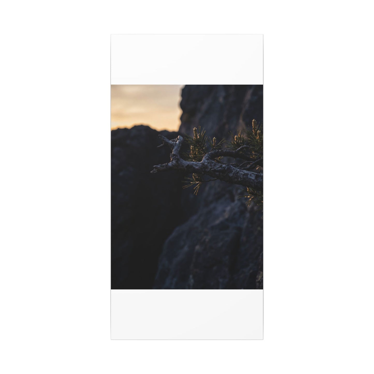 Pine Tree Moody Minimal Canvas Art | Sophisticated Dark Japandi Art