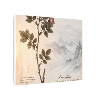 Winter Mountain Mist Herbarium Canvas Art | Earthy Decor