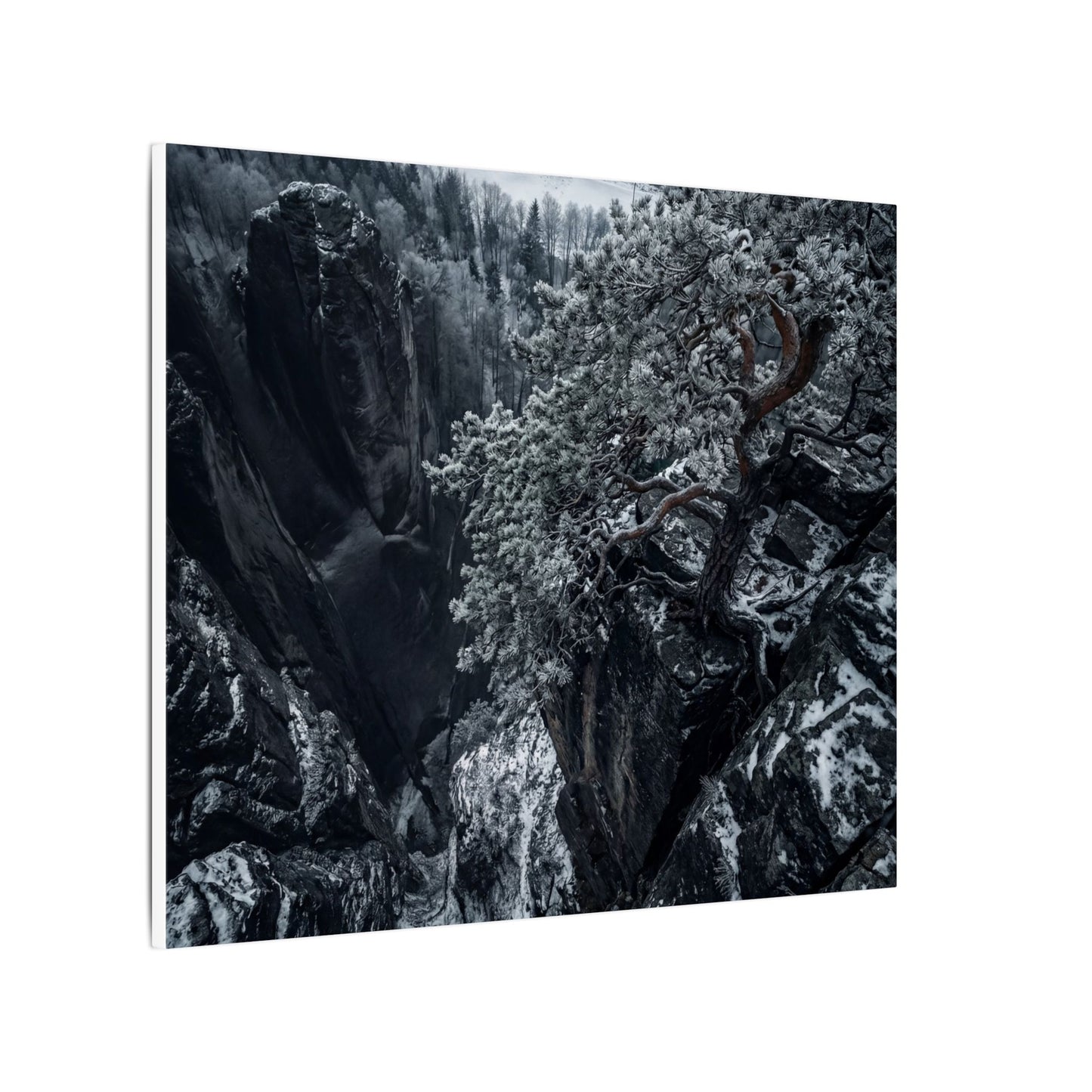 Dark Japandi Pine Tree in Dappled | Dark Texture Canvas Art