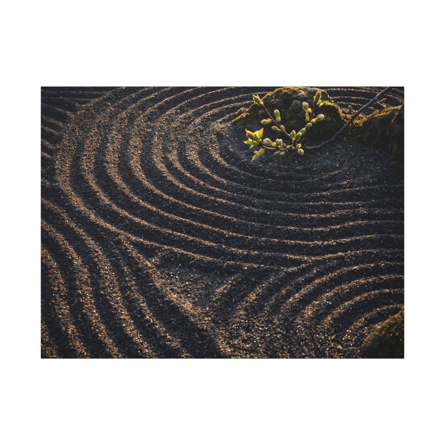 Spring Rock Garden Shadow Zen Canvas Art | Atmospheric Decor