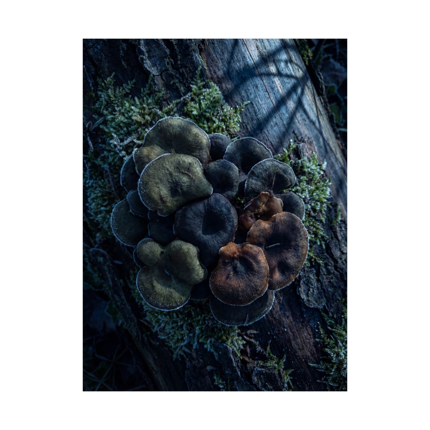 Moonlight Wild Mushrooms Wall Art Print - Dark Japandi Shibui