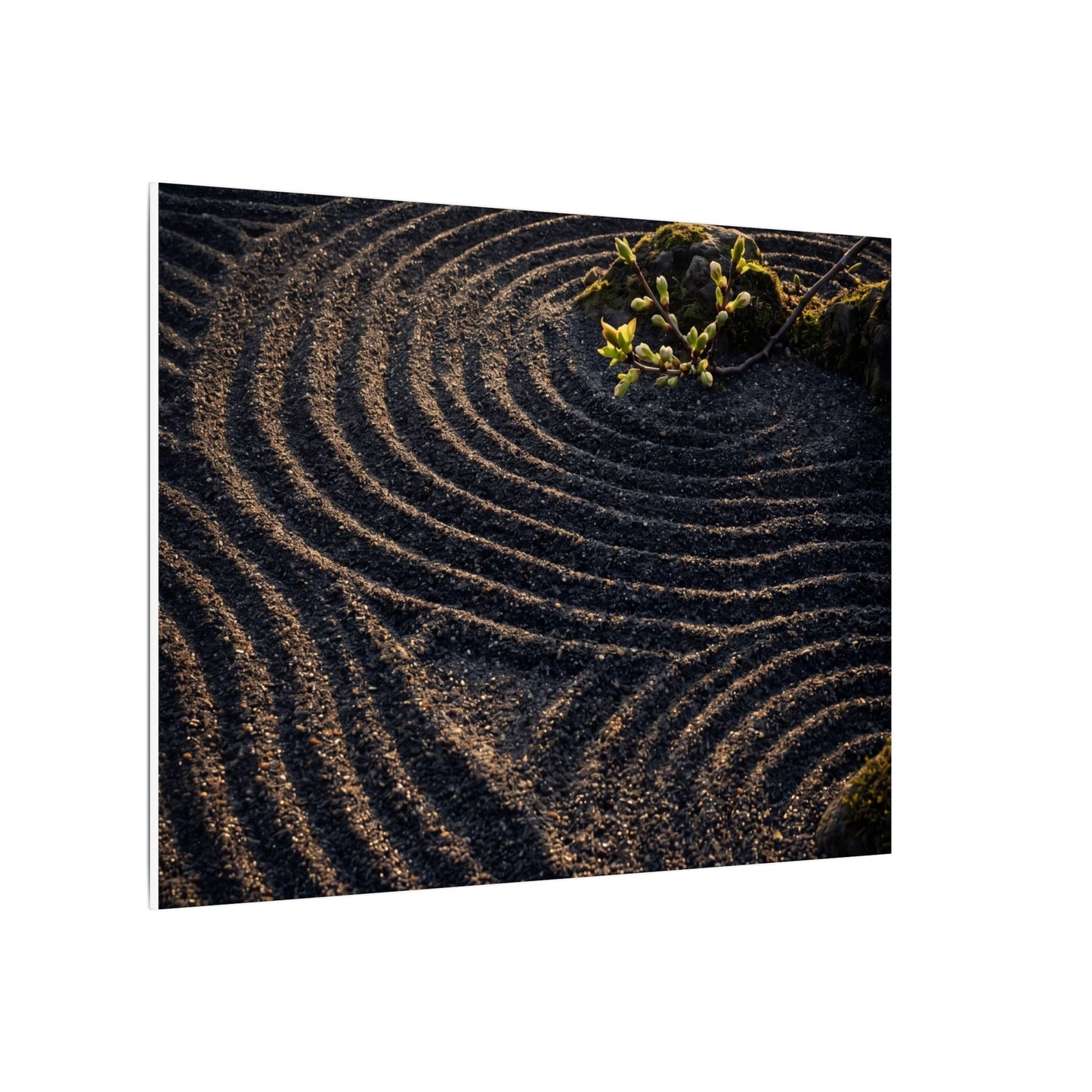 Spring Rock Garden Shadow Zen Canvas Art | Atmospheric Decor