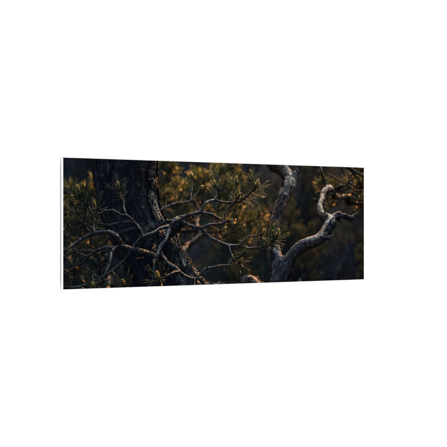 Moody Pine Tree Canvas Art - Moody Minimal Dark Japandi