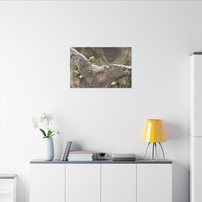 Overcast Ceramic Bowl Canvas Art - Japandi Fukinsei
