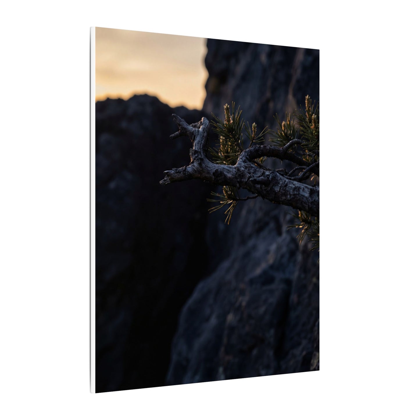 Pine Tree Moody Minimal Canvas Art | Sophisticated Dark Japandi Art