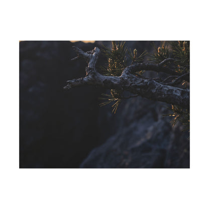 Pine Tree Moody Minimal Canvas Art | Sophisticated Dark Japandi Art