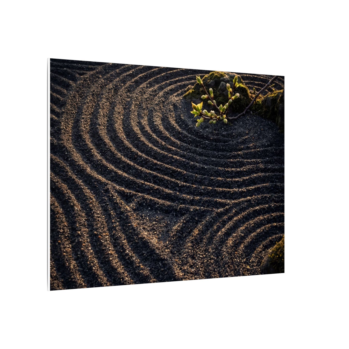 Spring Rock Garden Shadow Zen Canvas Art | Atmospheric Decor