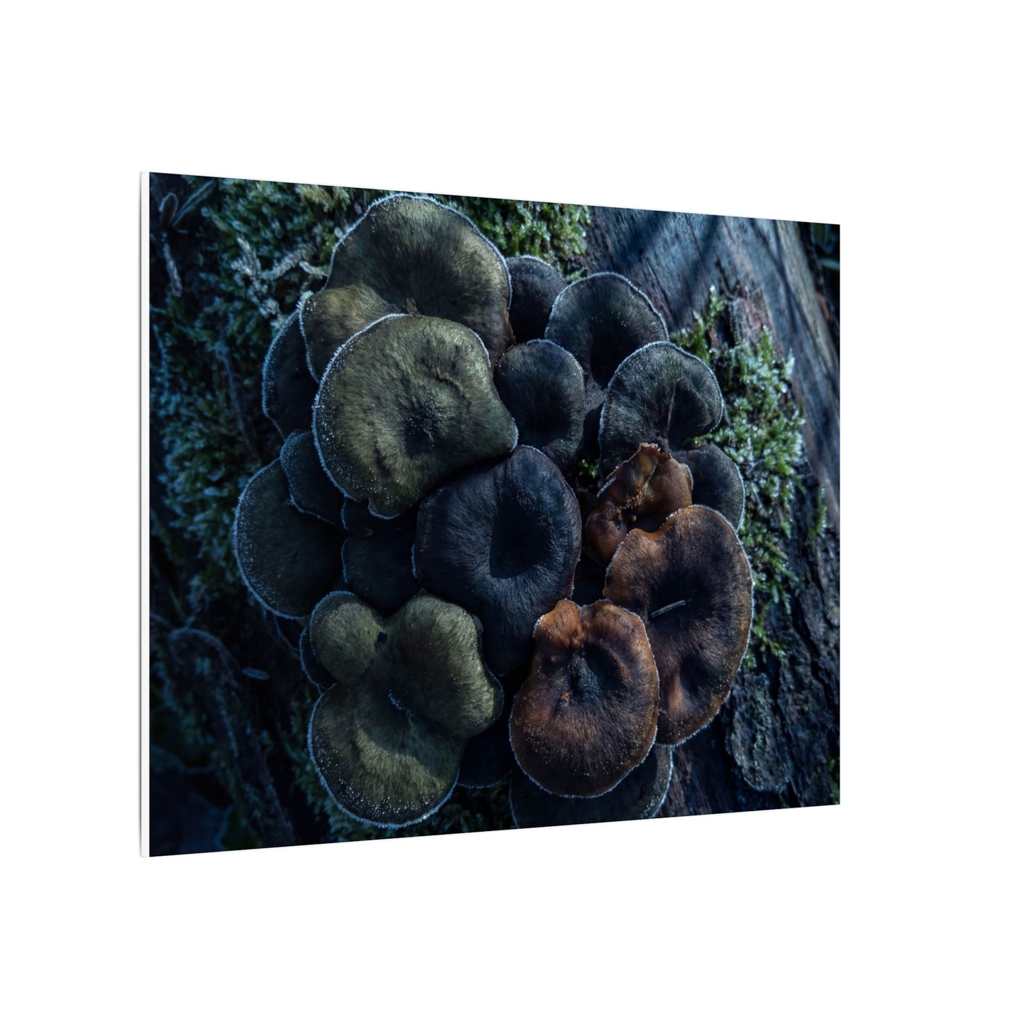 Wild Mushrooms Moody Minimal Canvas Art | Moody Dark Japandi Art