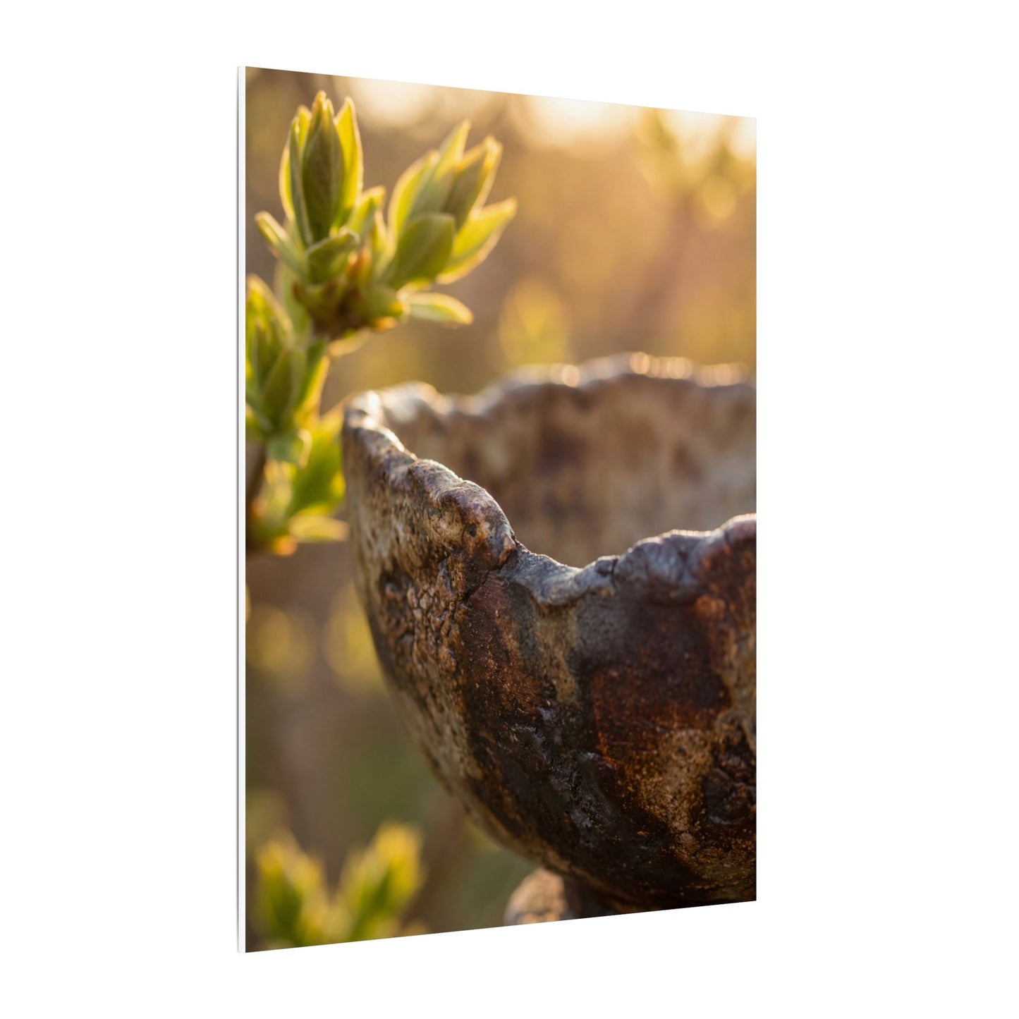 Golden Hour Ceramic Bowl Canvas Art - Dark Japandi Ma