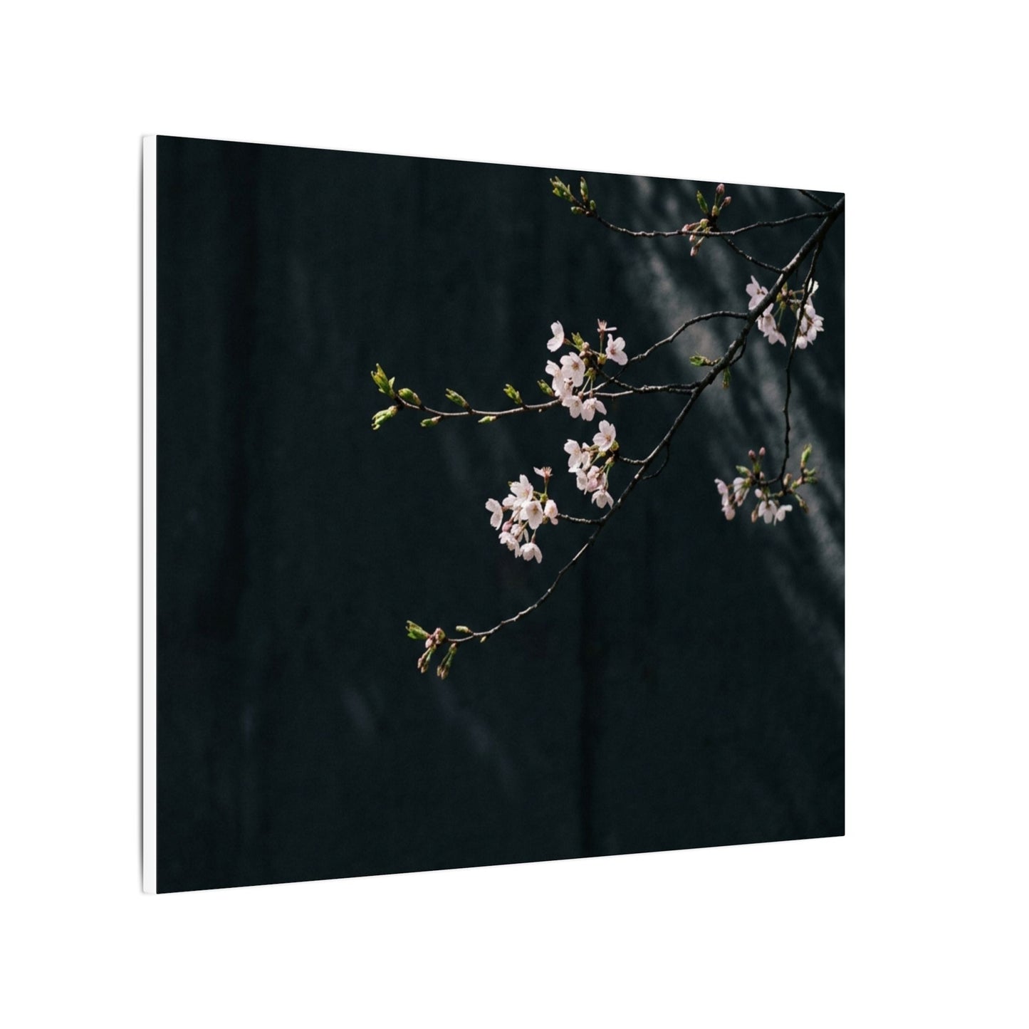 Cherry Blossom Spring Canvas Art | Dark Japandi Sophisticated Design