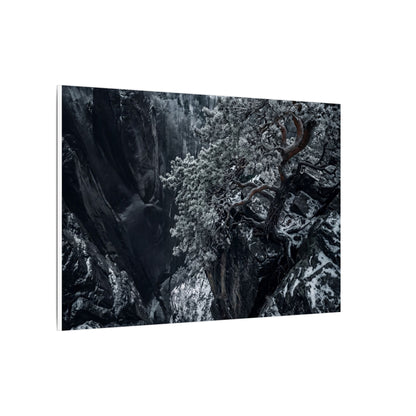 Dark Japandi Pine Tree in Dappled | Dark Texture Canvas Art