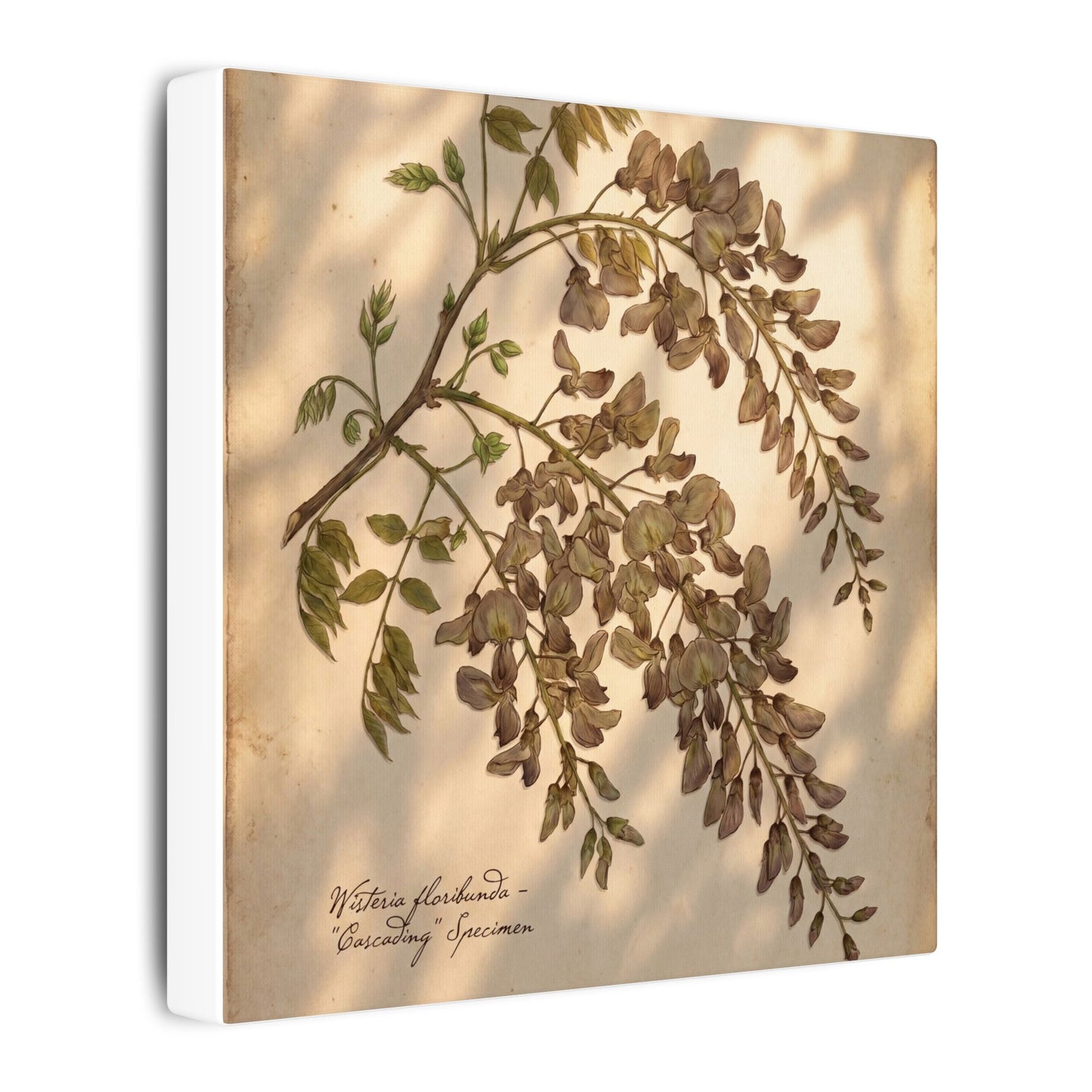 Spring Wisteria Herbarium Canvas Art | Earthy Decor