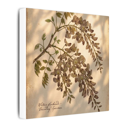 Spring Wisteria Herbarium Canvas Art | Earthy Decor