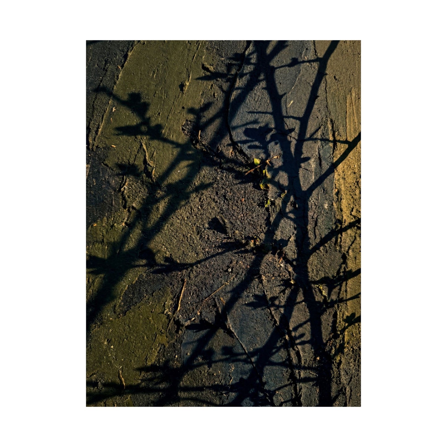 Golden Hour Shadow Play Wall Art Print - Dark Japandi Kanso