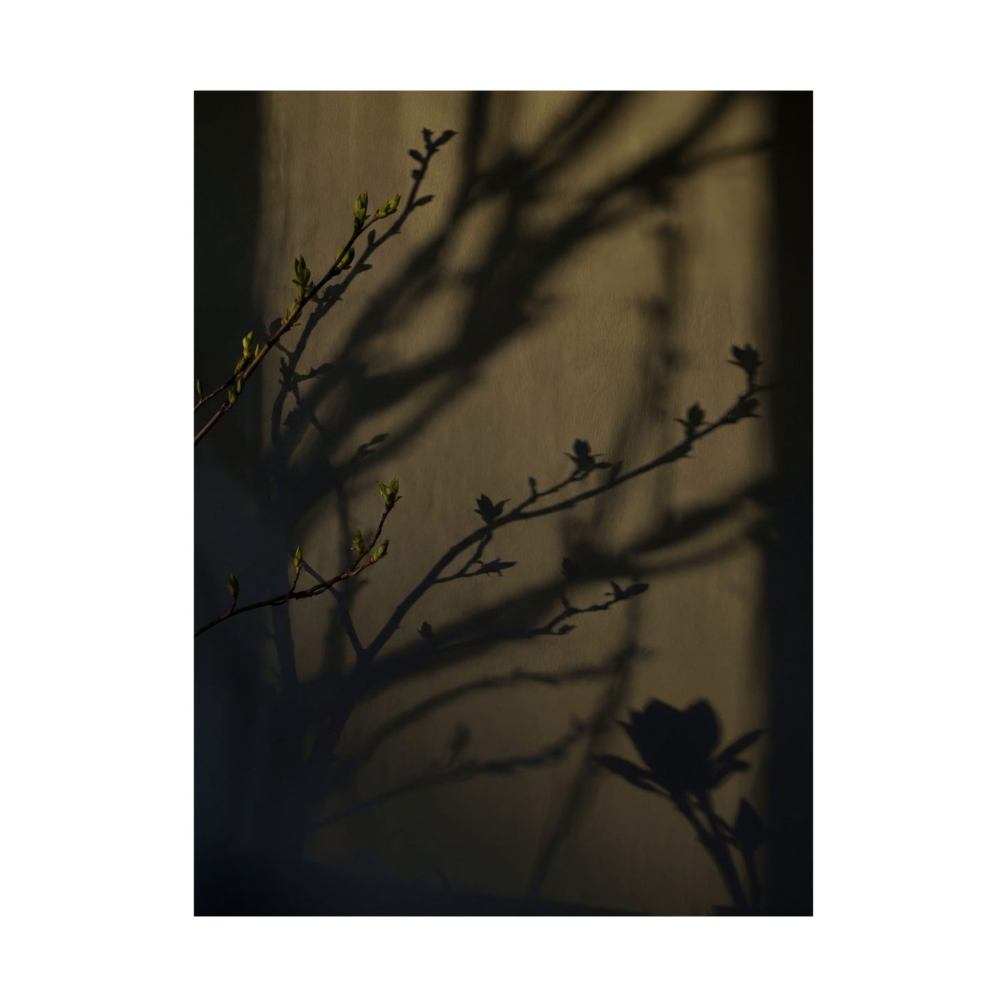 Spring Shadow Play Charcoal Ink Wall Art Print | Moody Decor