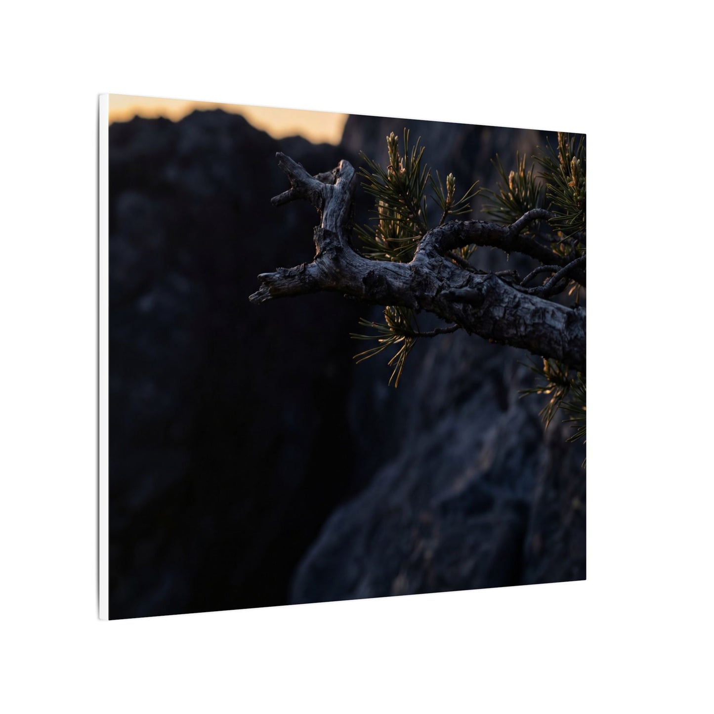 Pine Tree Moody Minimal Canvas Art | Sophisticated Dark Japandi Art