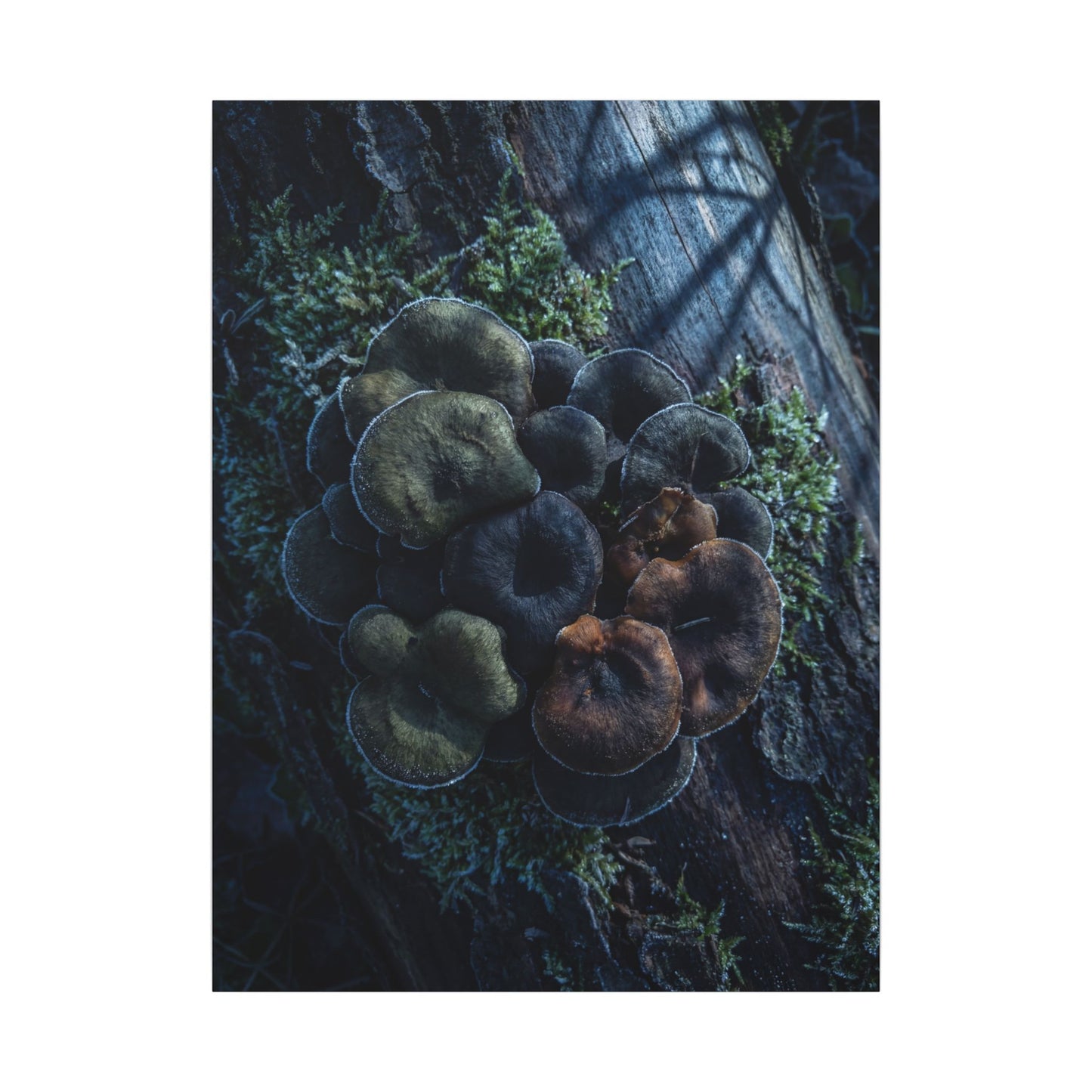Wild Mushrooms Moody Minimal Canvas Art | Moody Dark Japandi Art