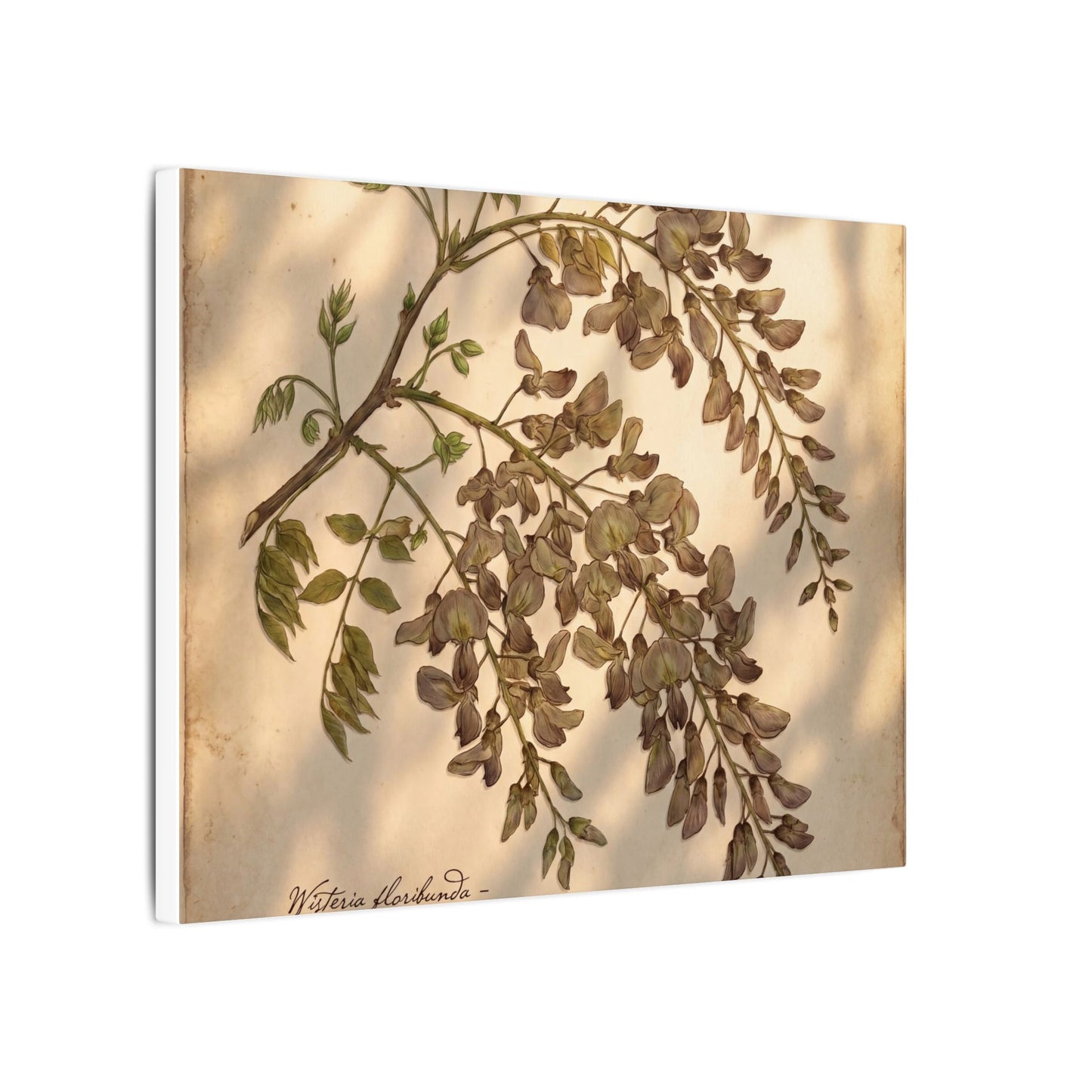 Spring Wisteria Herbarium Canvas Art | Earthy Decor