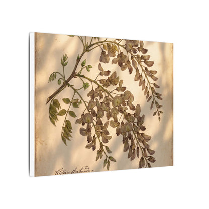 Spring Wisteria Herbarium Canvas Art | Earthy Decor