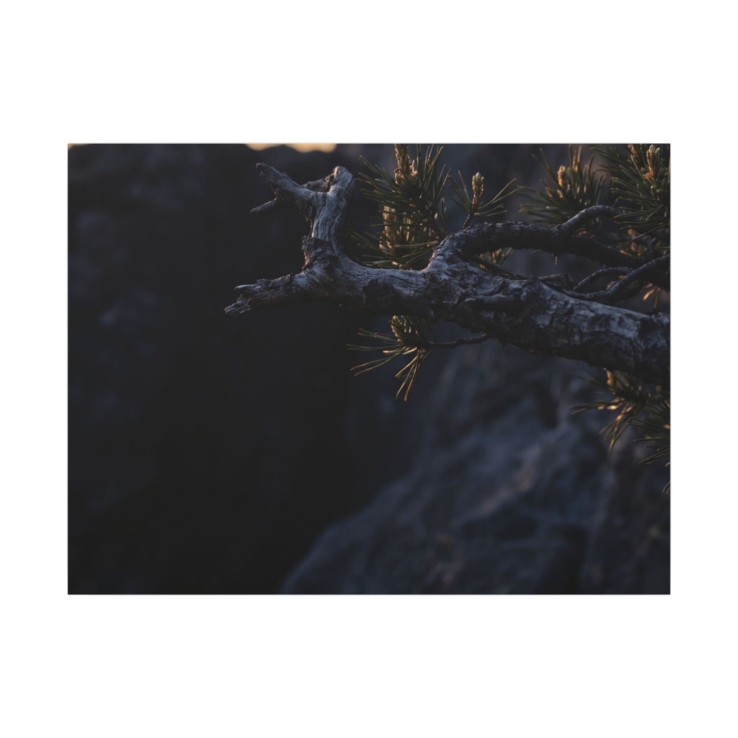 Pine Tree Moody Minimal Canvas Art | Sophisticated Dark Japandi Art Art Print