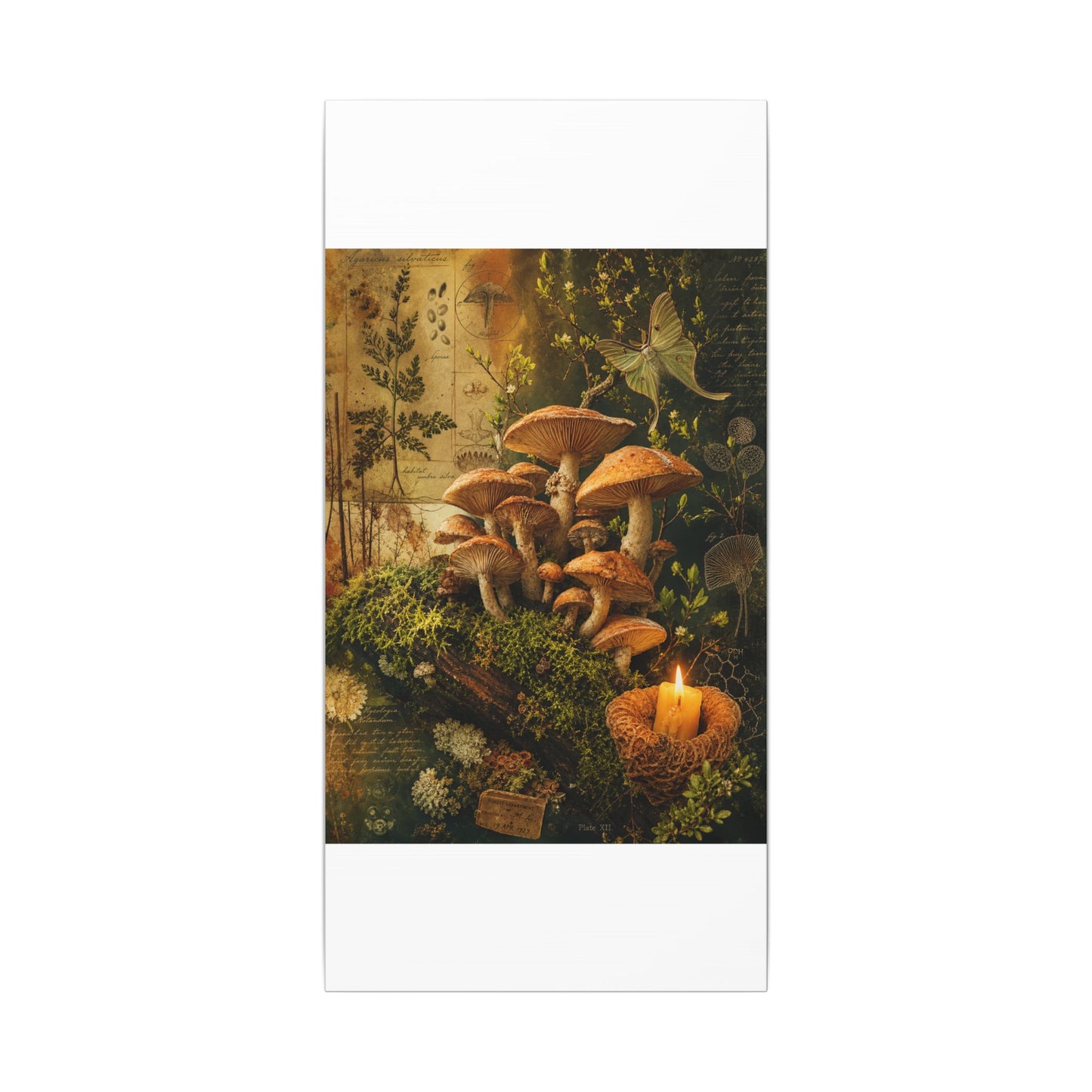 Spring Wild Mushrooms Herbarium Canvas Art | Earthy Decor