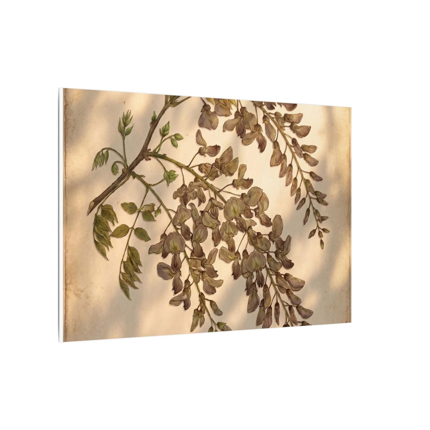Spring Wisteria Herbarium Canvas Art | Earthy Decor