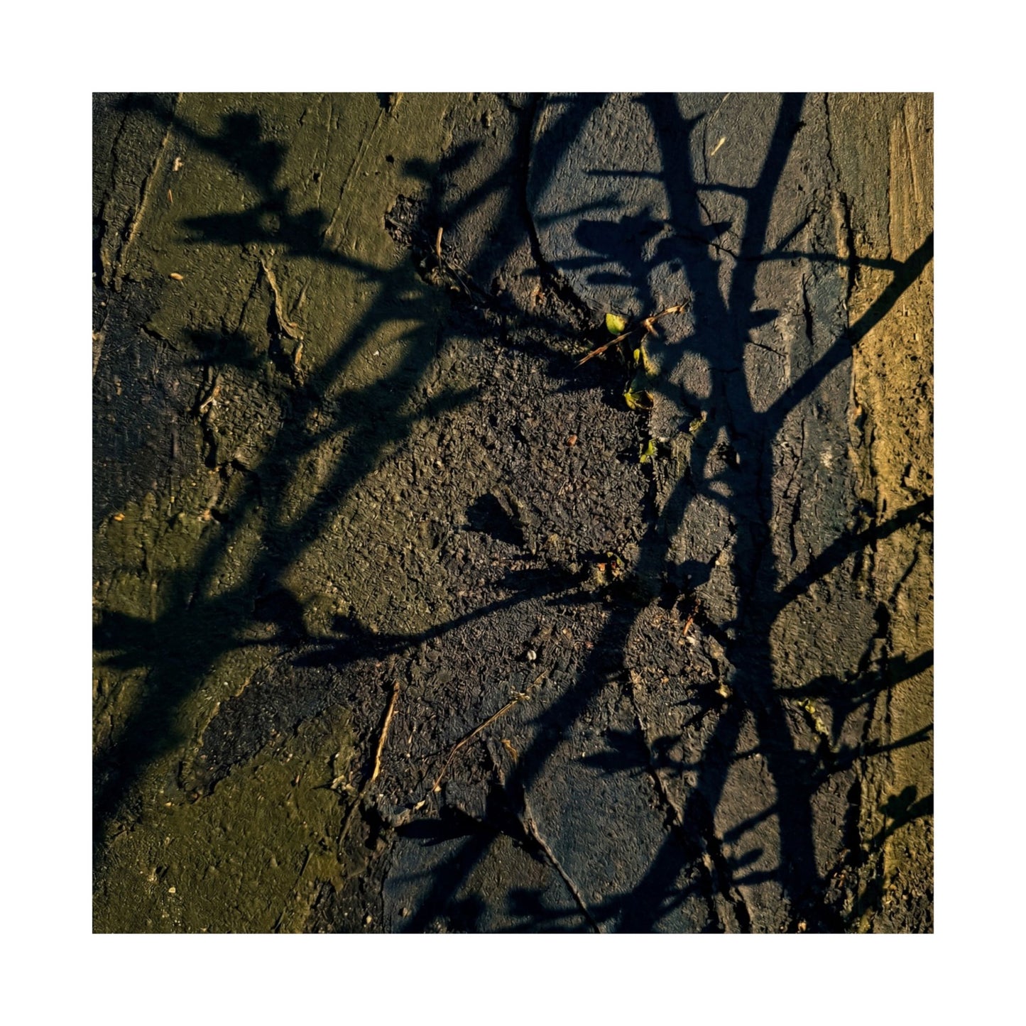 Golden Hour Shadow Play Wall Art Print - Dark Japandi Kanso