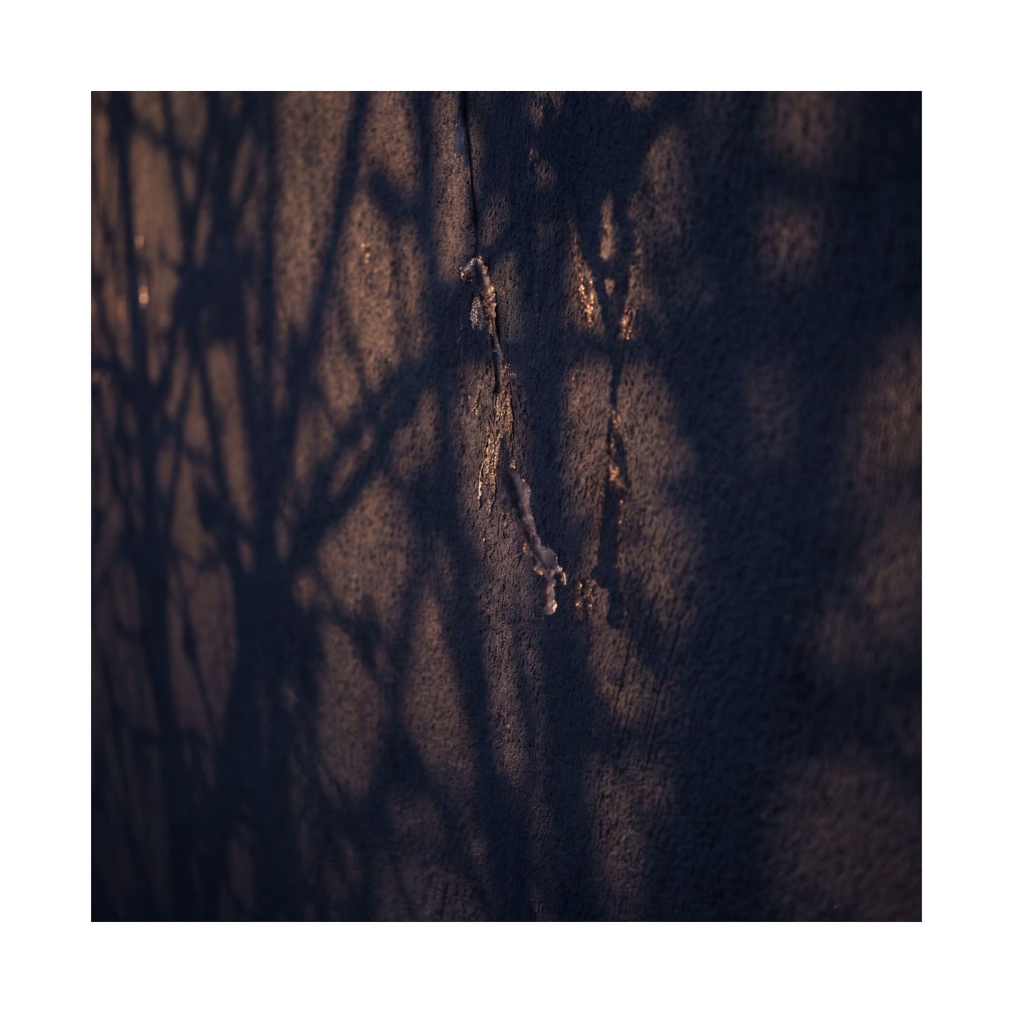 Golden Hour Shadow Play Wall Art Print - Dark Japandi Mono No Aware