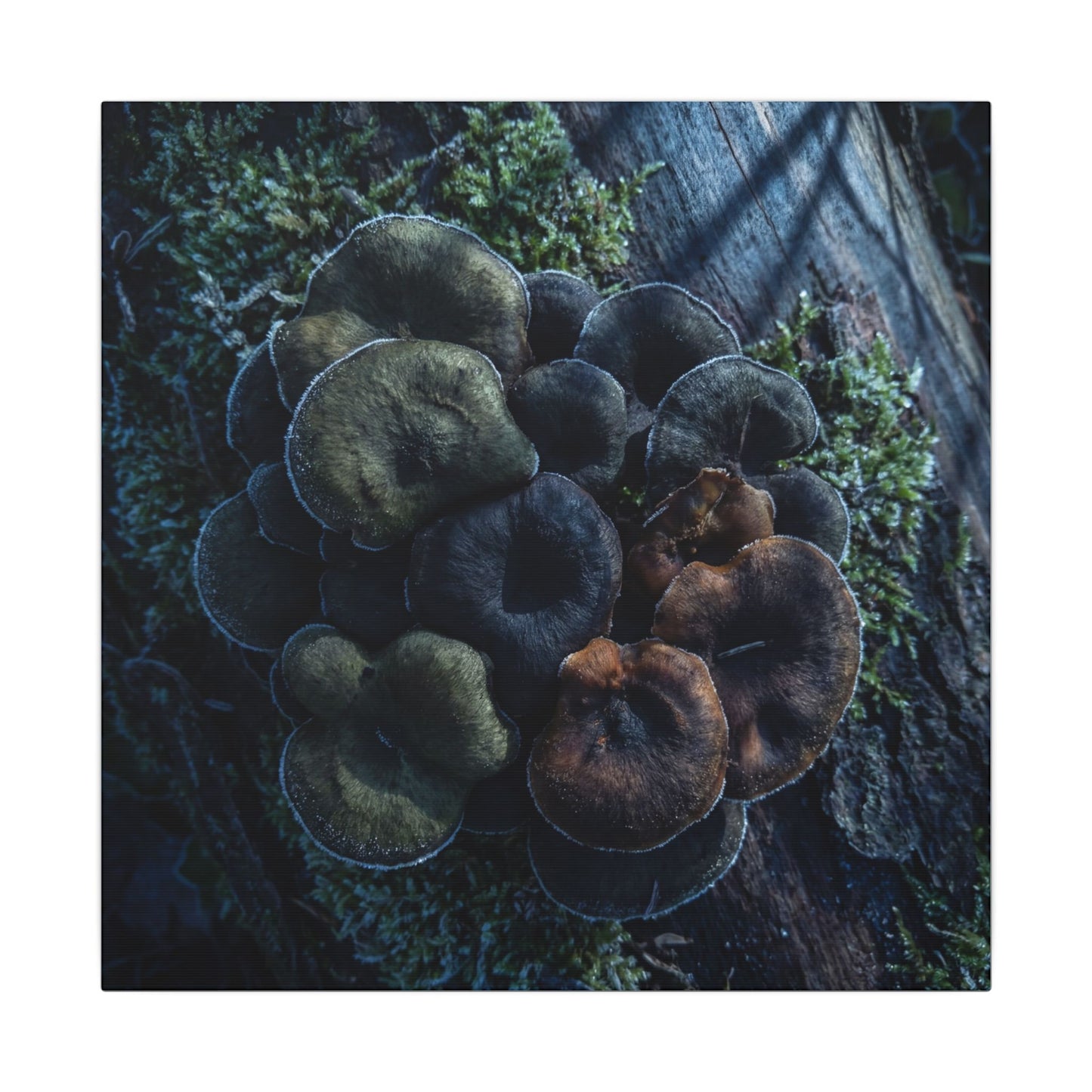 Wild Mushrooms Moody Minimal Canvas Art | Moody Dark Japandi Art