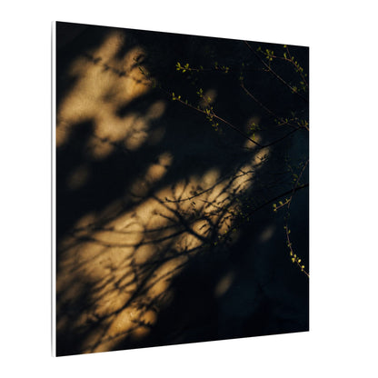 Moody Shadow Play Canvas Art - Moody Minimal Dark Japandi