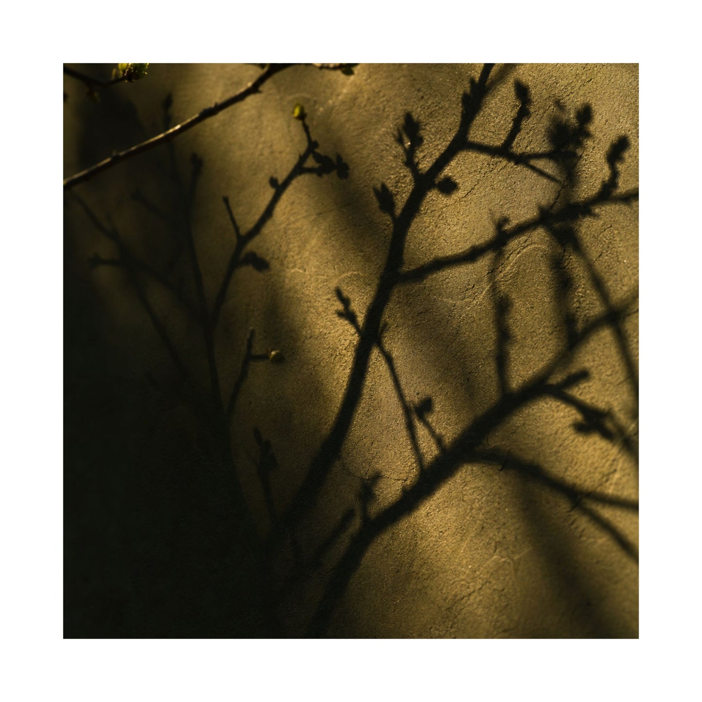 Golden Hour Shadow Play Wall Art Print - Dark Japandi Seijaku