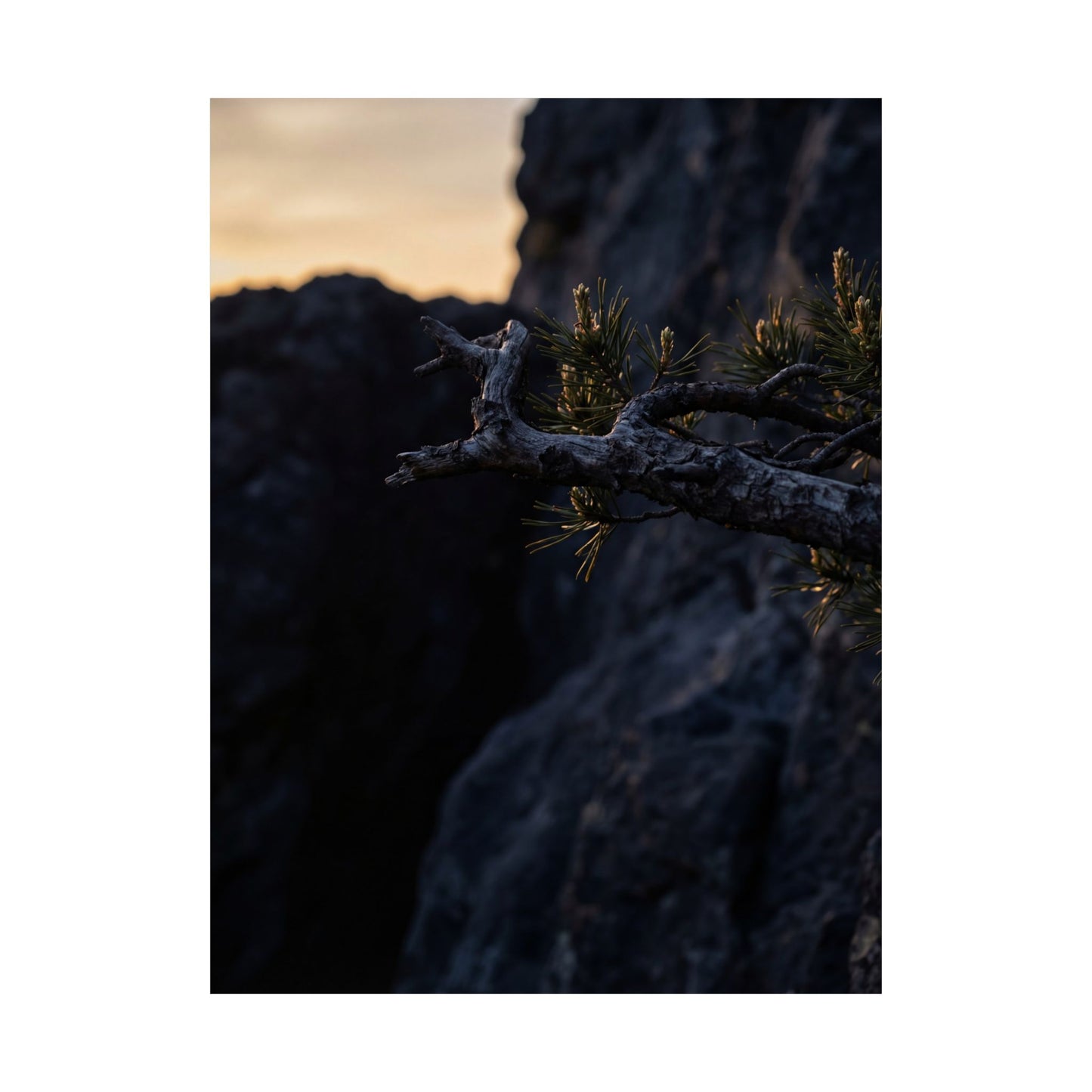 Pine Tree Moody Minimal Wall Art Print | Luxurious Dark Japandi Art