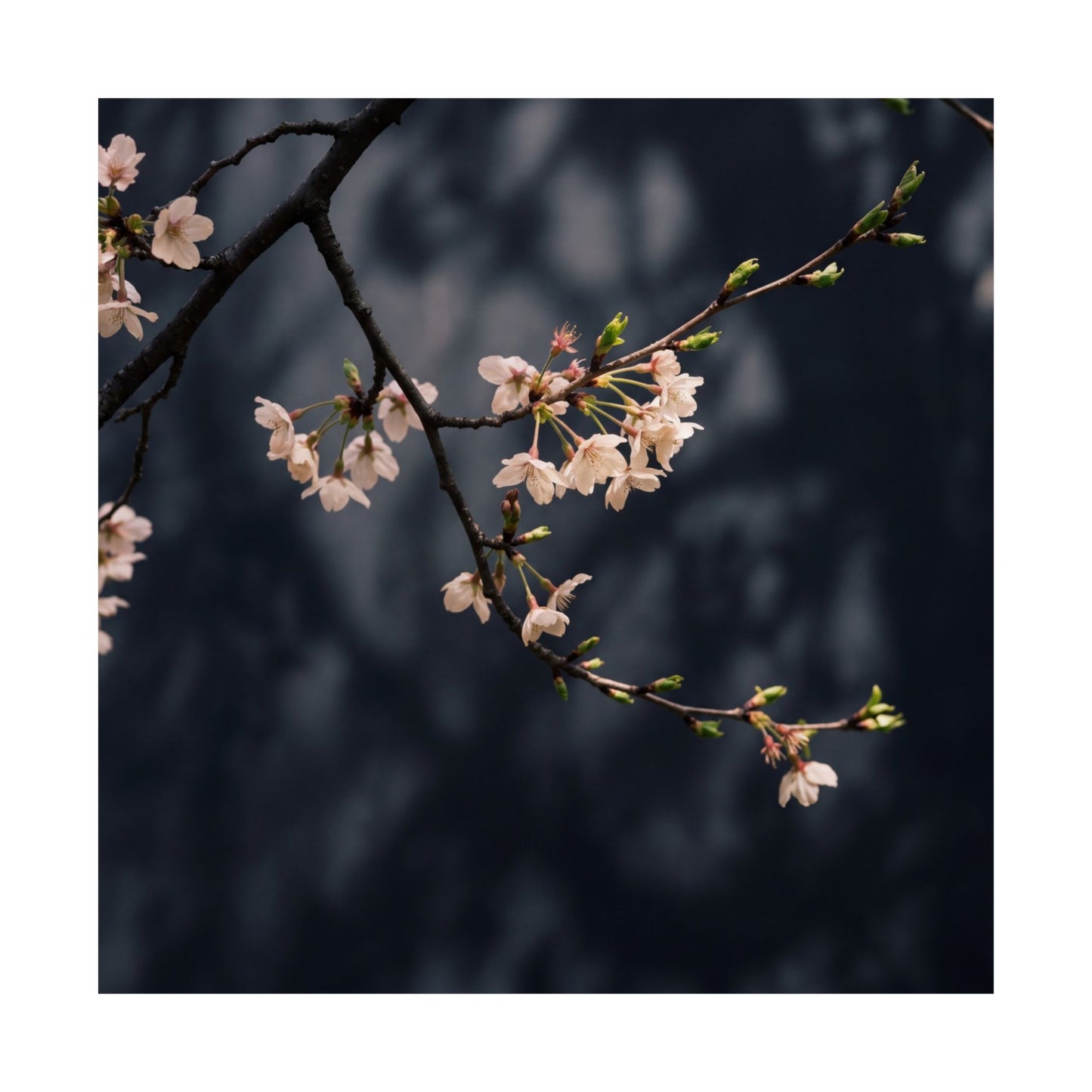 Dappled Cherry Blossom Wall Art Print - Dark Japandi Ma