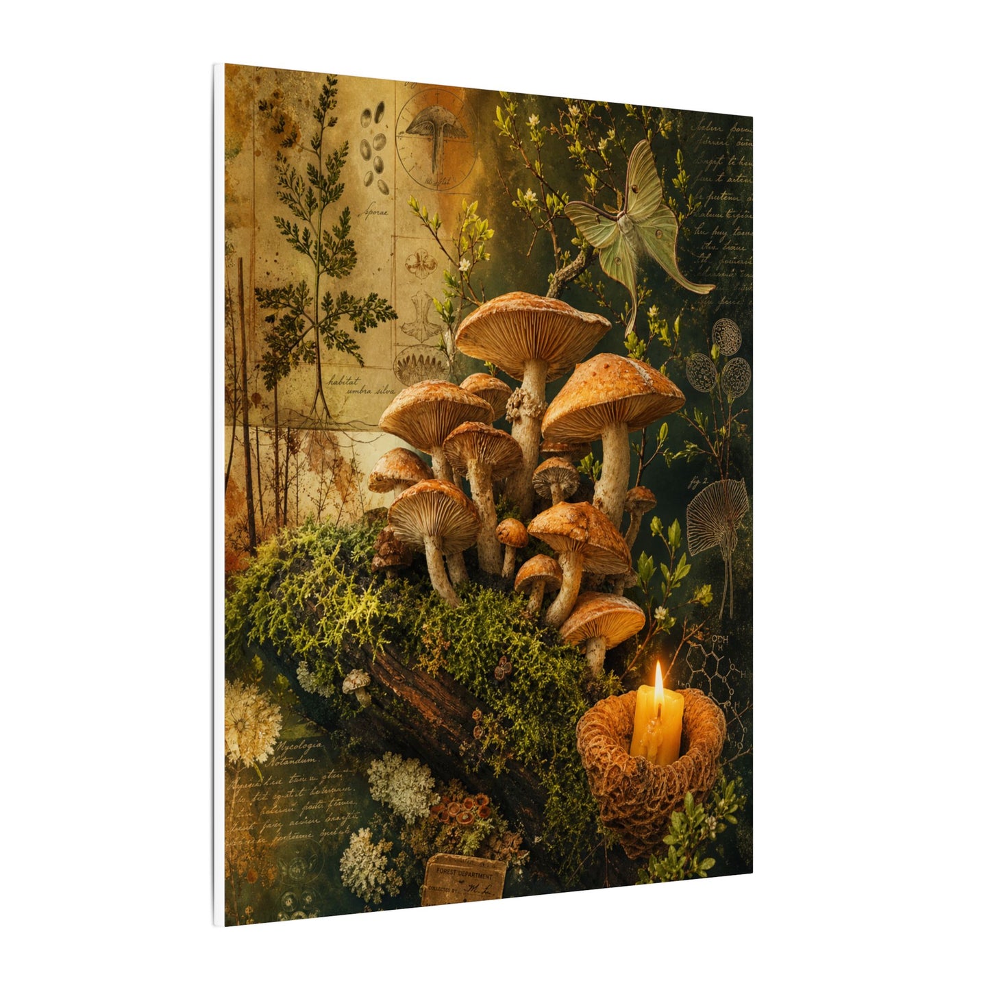Spring Wild Mushrooms Herbarium Canvas Art | Earthy Decor