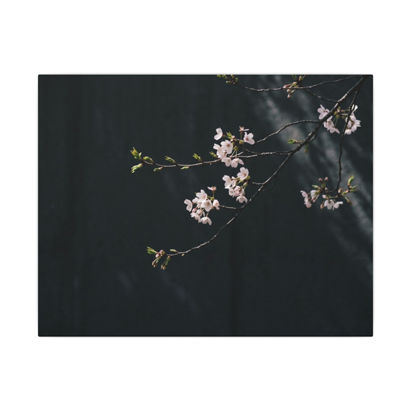 Cherry Blossom Spring Canvas Art | Dark Japandi Sophisticated Design Art Print