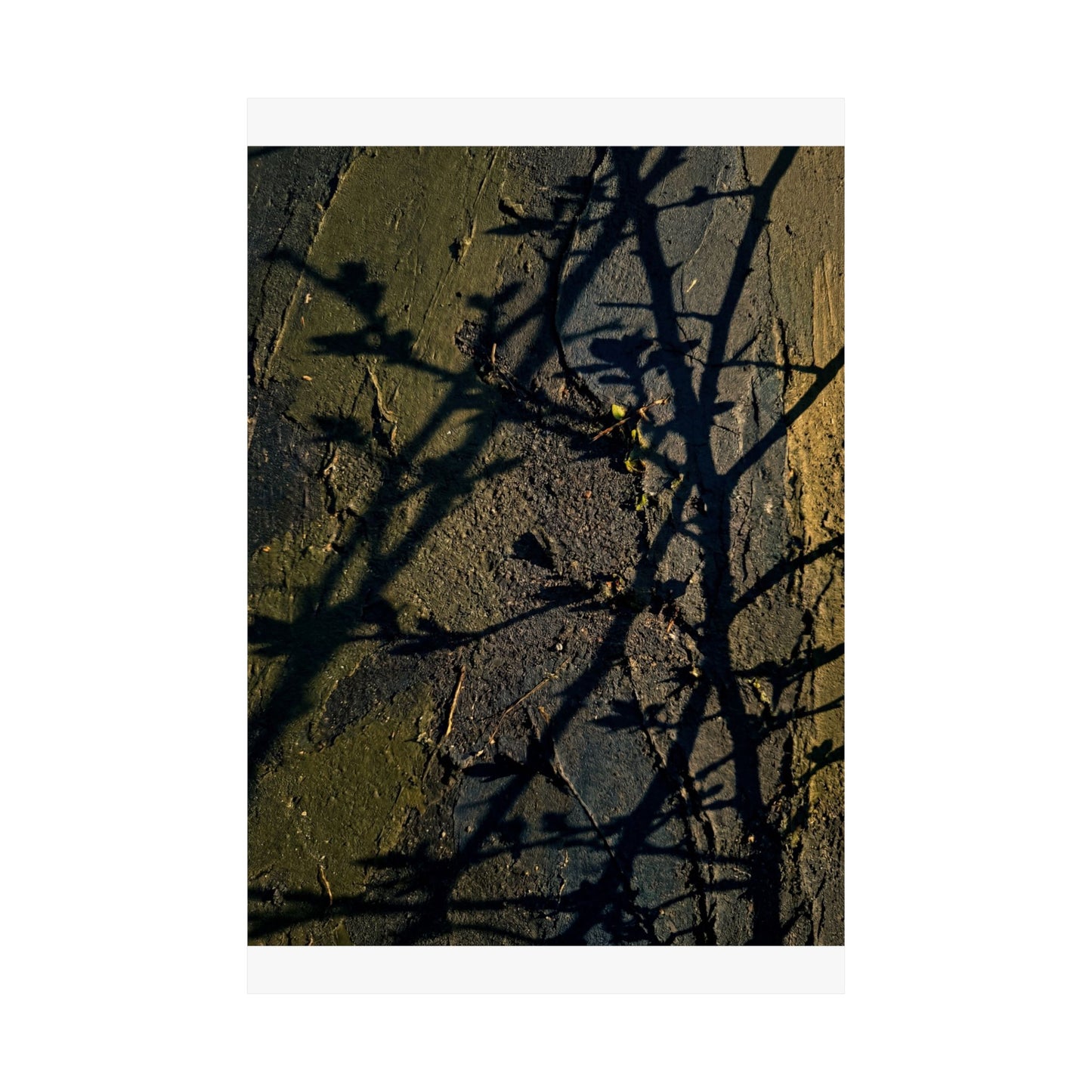 Golden Hour Shadow Play Wall Art Print - Dark Japandi Kanso