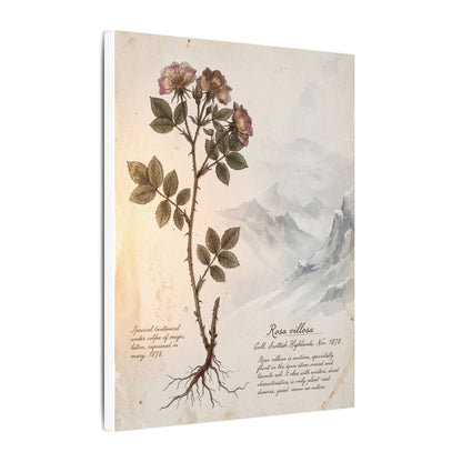 Winter Mountain Mist Herbarium Canvas Art | Earthy Decor