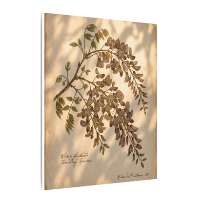 Spring Wisteria Herbarium Canvas Art | Earthy Decor