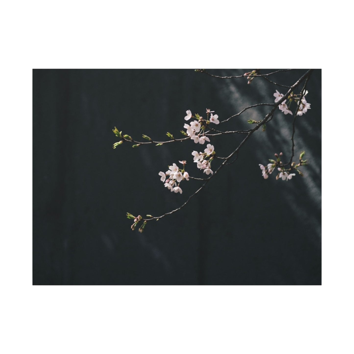 Cherry Blossom Spring Canvas Art | Dark Japandi Sophisticated Design