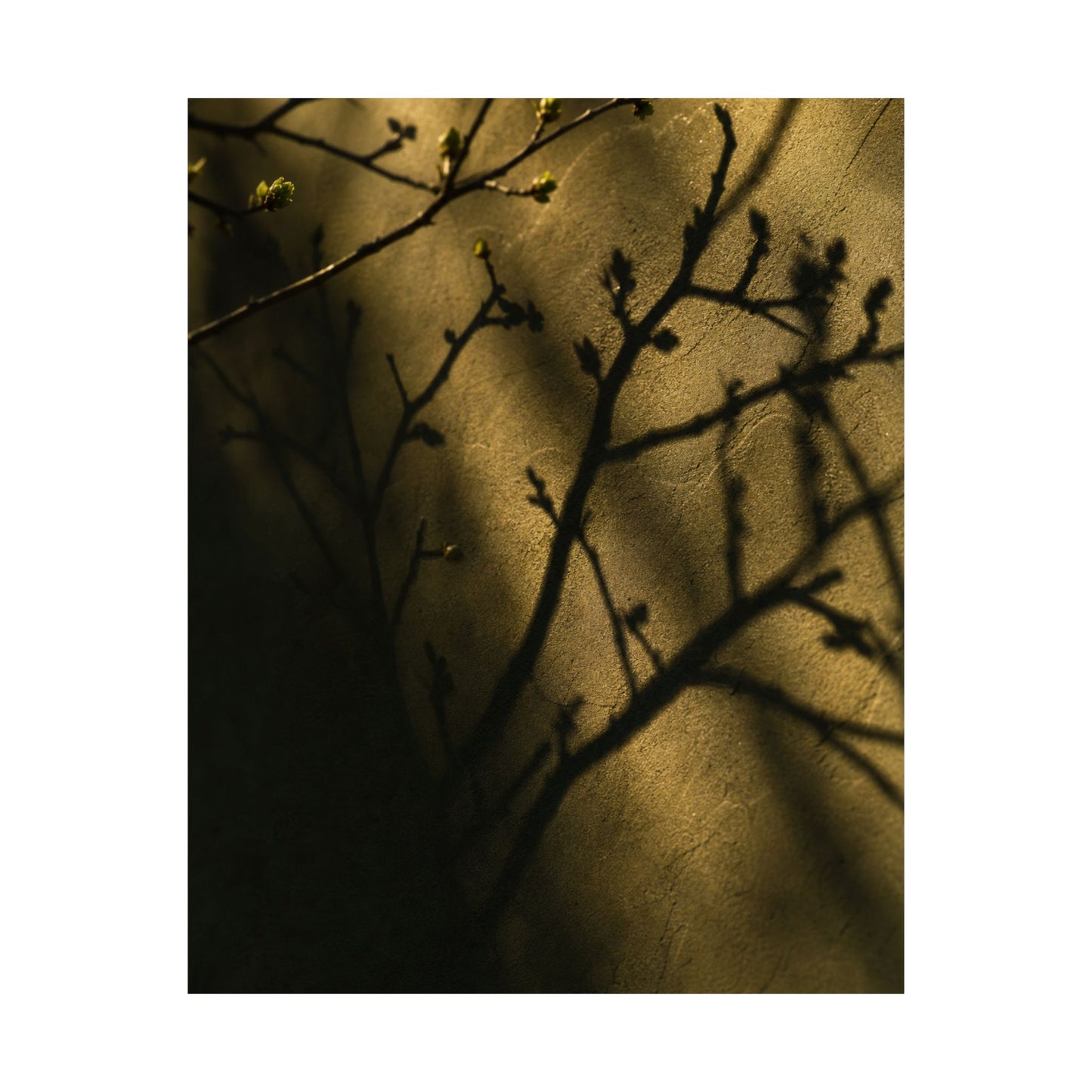 Golden Hour Shadow Play Wall Art Print - Dark Japandi Seijaku