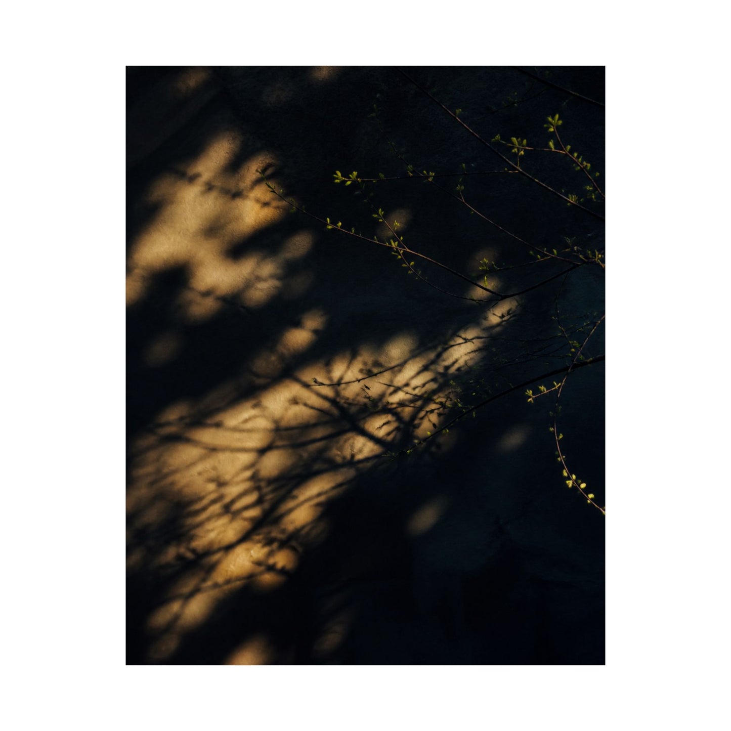 Shadow Play Spring Wall Art Print | Dark Japandi Bold Design
