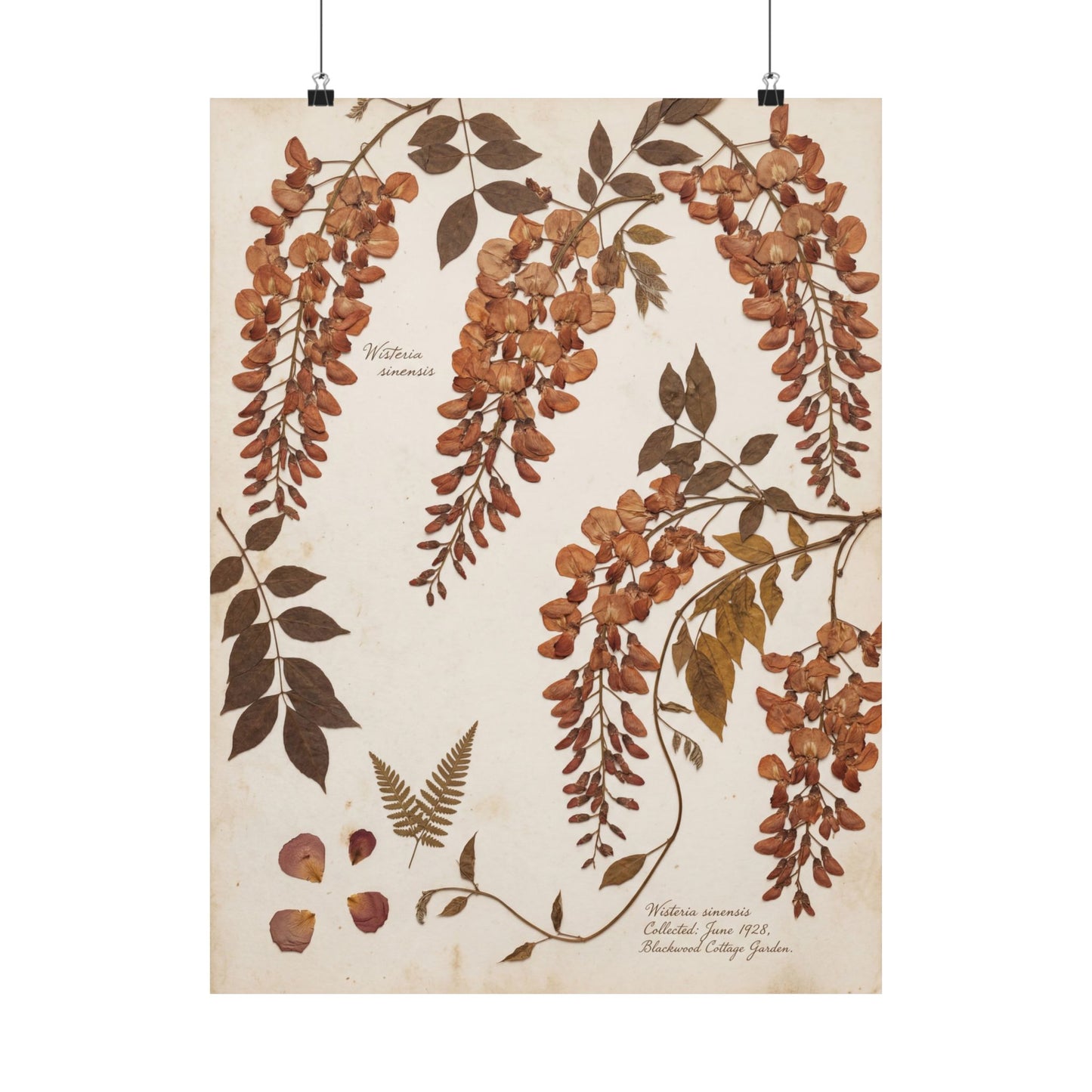 Summer Wisteria Herbarium Wall Art Print | Cozy Decor Art Print