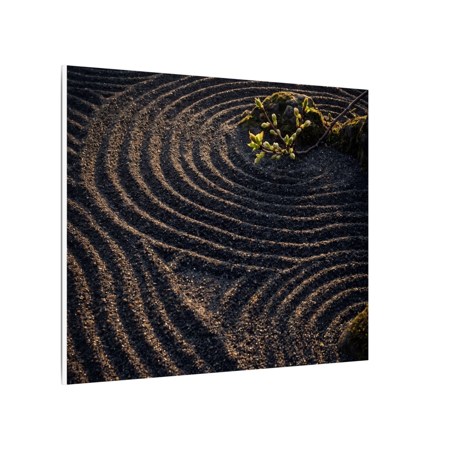 Spring Rock Garden Shadow Zen Canvas Art | Atmospheric Decor