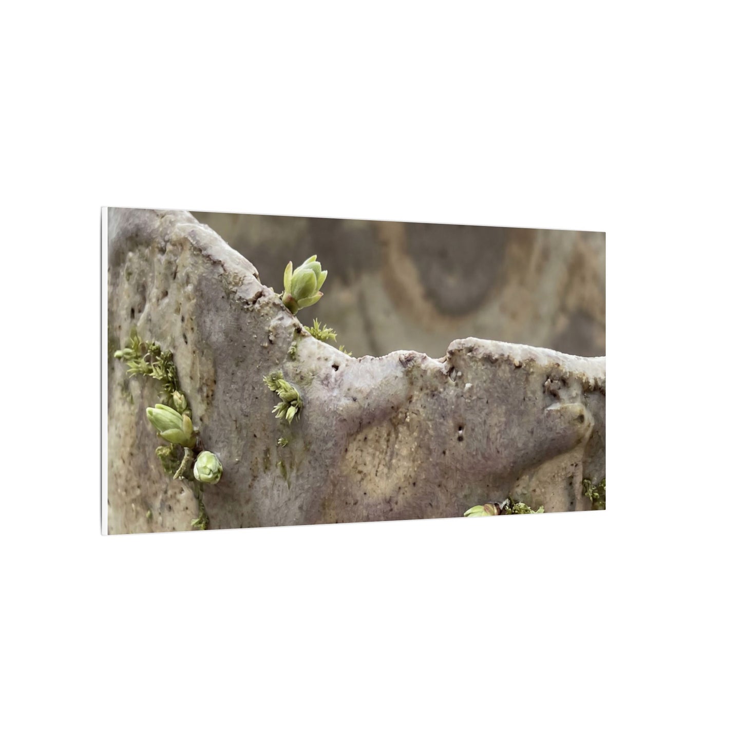 Overcast Ceramic Bowl Canvas Art - Japandi Fukinsei