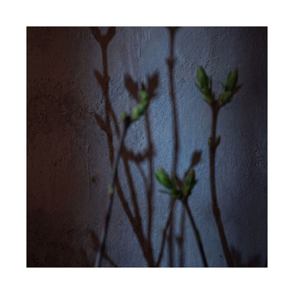 Spring Shadow Play Shadow Zen Wall Art Print | Moody Decor