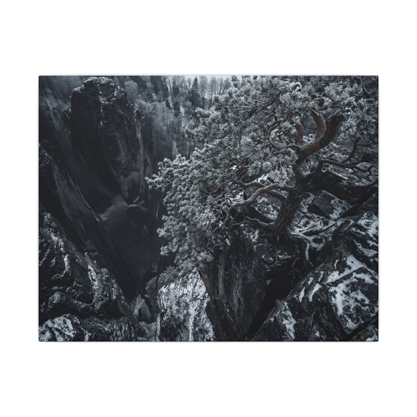 Dark Japandi Pine Tree in Dappled | Dark Texture Canvas Art