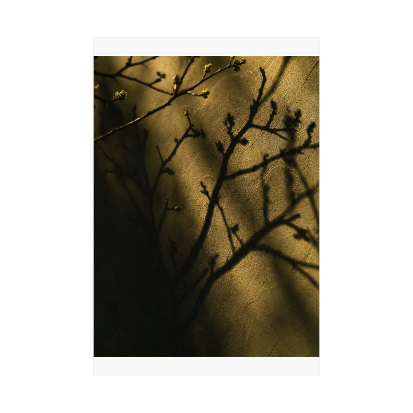 Golden Hour Shadow Play Wall Art Print - Dark Japandi Seijaku