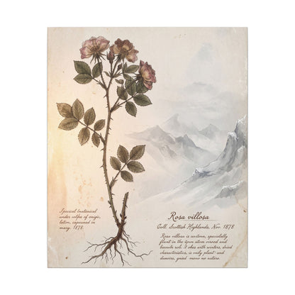 Winter Mountain Mist Herbarium Canvas Art | Earthy Decor