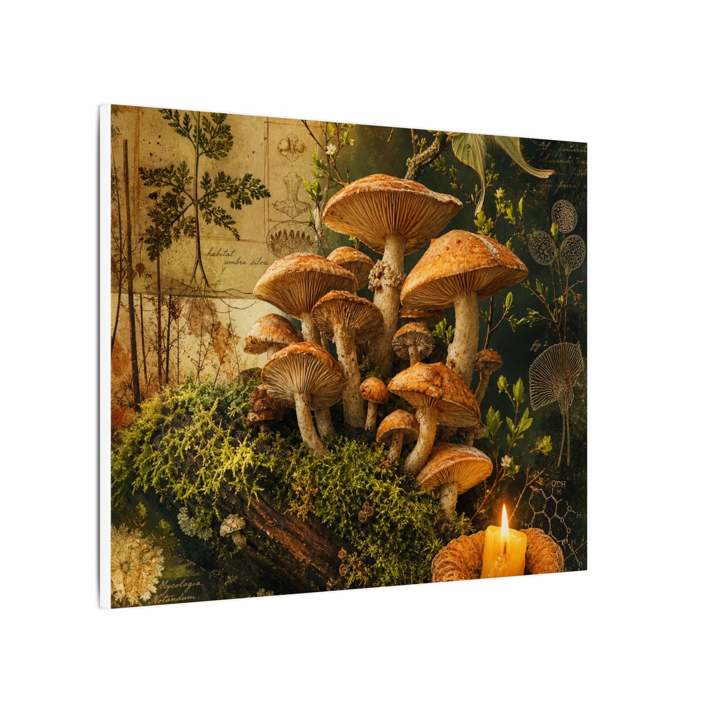 Spring Wild Mushrooms Herbarium Canvas Art | Earthy Decor